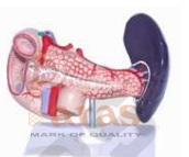 Model Of Spleen, Pancreas
And Duodenum