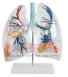 Model Of Tranparent Lung Segment