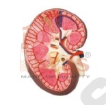 Kidney Section With Renal Nephron And Renal Capsule