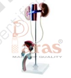 Male Urogenital System