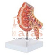 Appendix And Caecum Model