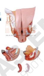 Female Genital
Organs Model