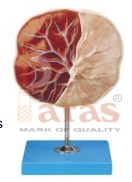 Human Placenta Model