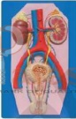 Human Excretory System Model