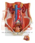 Urinary System Model