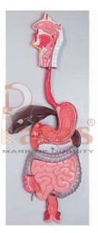 Digestive System Model
