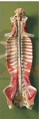 Spinal Cord in Spinal Canal Model