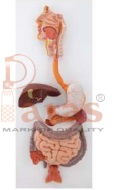 Digestive System Model