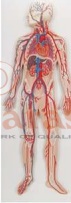 Circulatory System Model