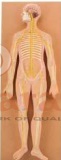 Nervous System Model