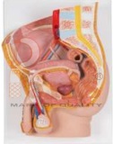 Human Male Pelvis Section Model
