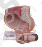 Human Pregnant
Female Pelvis Section Model