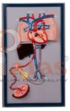 Fetal Circulation Model