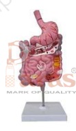 Diseased Digestive System
Model