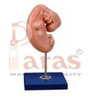 Embryo Model