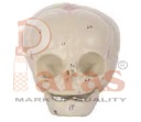 Fetal Skull Model