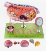 Ovary Model