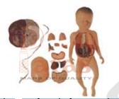 Fetus With Viscus and
Placenta