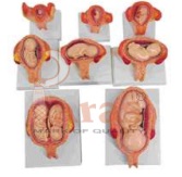 Development Process of a Fetus (Half Size)
