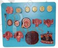 Human Fertilization
and Early Embryogeny Model
