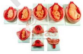 Development Process of a Fetus