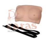 Breast Examination Model