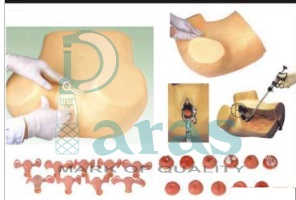 Gynecological Examination Model