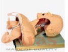 Airway Intubation Simulato