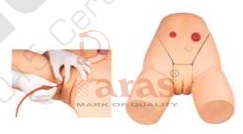 Female Catheterization Model