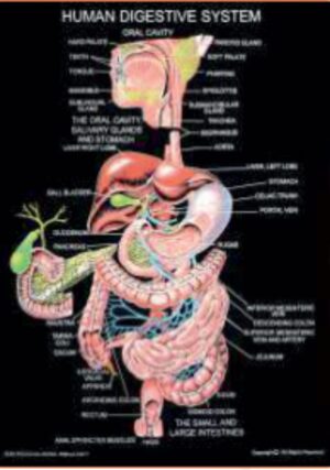 HUMAN - TOTAL 59 CHARTS