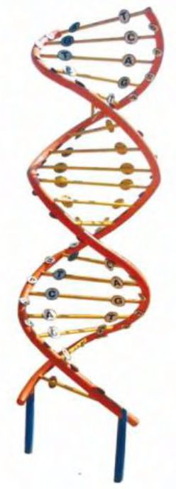 DNA Model