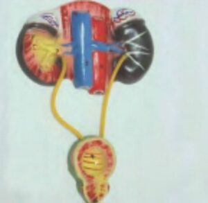 Kidney with Bladder