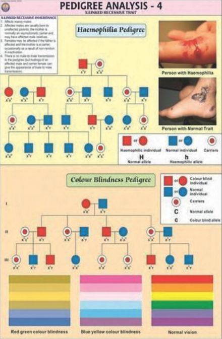 Genetics And Evolution Charts