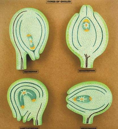 Types Of Ovules