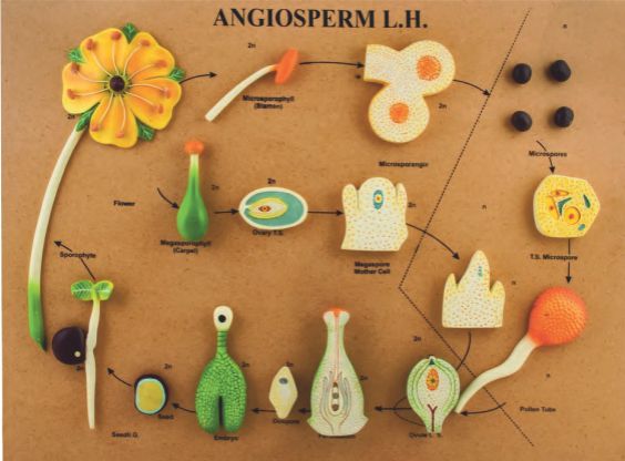 L.H. Of Angiosperm