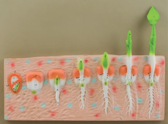 Monocot Seed Germination