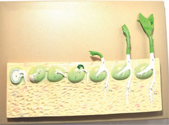 Dicot Seed Germination