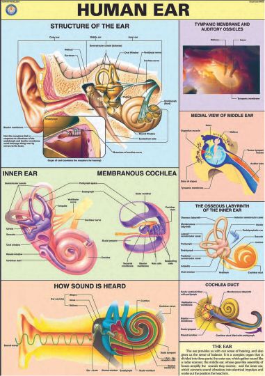 DETAILED HUMAN PHYSIOLOGY CHARTS