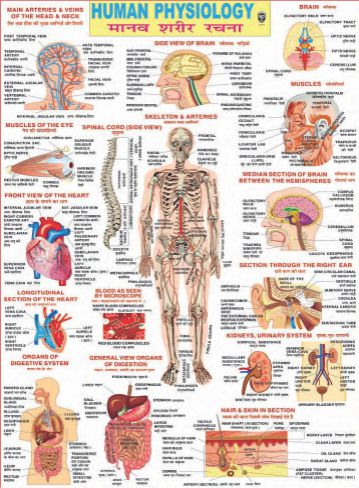 ELEMENTARY HUMAN PHYSIOLOGY