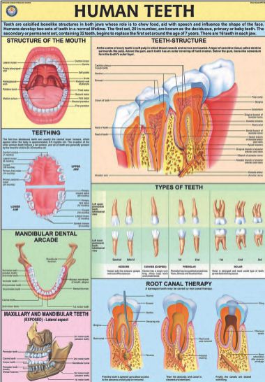 DETAILED HUMAN PHYSIOLOGY CHARTS