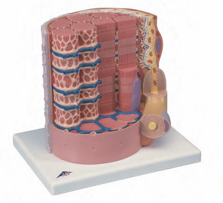 Skeletal Muscle Fibre