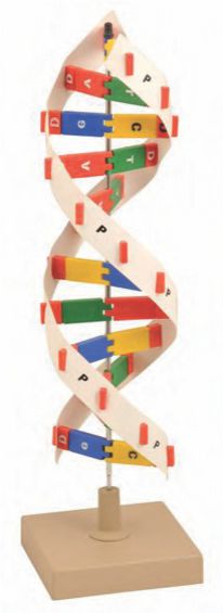 DNA Model Kit