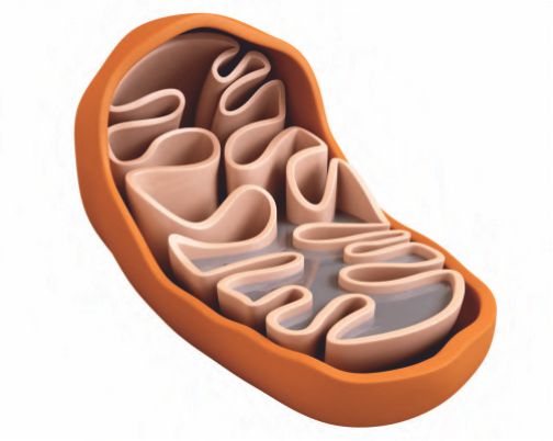 Mitochondria
