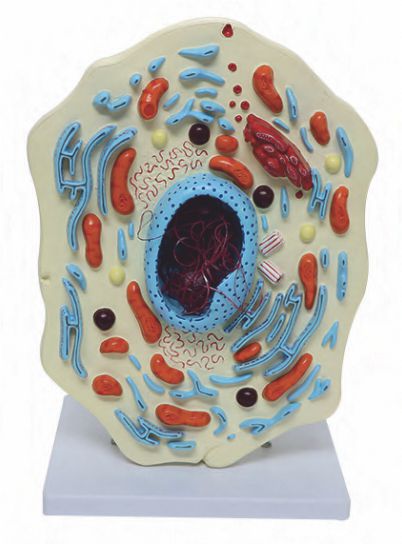 Animal Cell Model