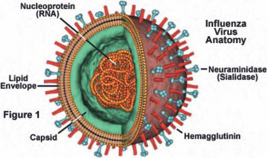 Influenza Virus